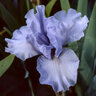 Iris germanica Fathom Bearded Iris