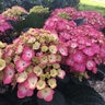 Hydrangea Macrophylla After Midnight Garden Debut Big Leaf Hydrangea True 3 gal. (11.36 L) Container