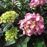 Hydrangea Macrophylla After Midnight Garden Debut Big Leaf Hydrangea True 3 gal. (11.36 L) Container