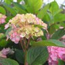 Hydrangea Macrophylla After Midnight Garden Debut Big Leaf Hydrangea True 3 gal. (11.36 L) Container