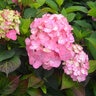 Hydrangea Macrophylla After Midnight Garden Debut Big Leaf Hydrangea True 3 gal. (11.36 L) Container