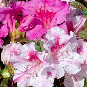 Rhododendron X Autumn Twist Encore Azalea