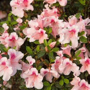 Rhododendron X Robled Autumn Chiffon Encore Azalea