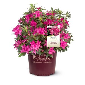 Rhododendron X Autumn Sundance Encore Azalea