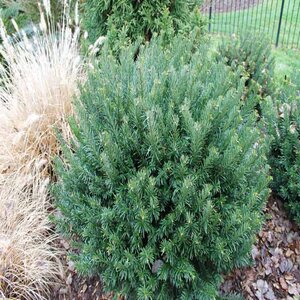 Cephalotaxus Harringtonia var. Drupacea Japanese Plum Yew