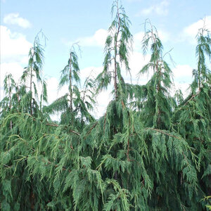 Callitropsis (Chamaecyparis) nootkatensis Glauca Blue Alaskan Cedar