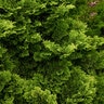 Chamaecyparis Obtusa Tempelhof Hinoki Falsecypress