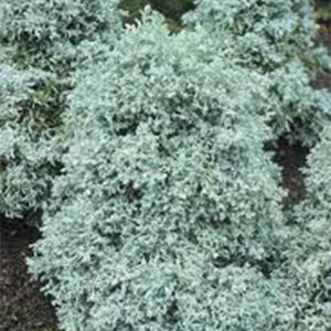 Chamaecyparis Pisifera Curly Tops Sawara Cypress