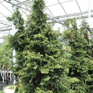 Chamaecyparis Obtusa Wells Special Hinoki Cypress 