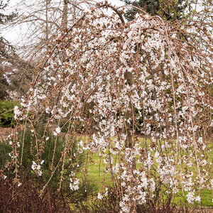 Prunus Subhirtella Snow Fountains Weeping Higan Cherry