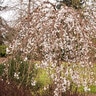 Prunus Subhirtella Snow Fountains Weeping Higan Cherry