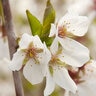 Prunus Subhirtella Snow Fountains Weeping Higan Cherry