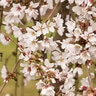 Prunus Subhirtella Snow Fountains Weeping Higan Cherry