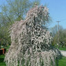 Prunus Subhirtella Snow Fountains Weeping Higan Cherry