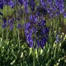 Agapanthus X Ellamae Royal Ama African Lily