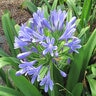 Agapanthus Africanus Queen Anne African Lily