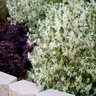 Loropetalum Chinense Shang-White Emerald Snow Fringe Flower 7 gal. Container