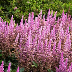 Astilbe Chinensis Vision In Pink Chinese Astilbe