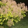 Cotinus Coggygria Ancot Golden Spirit Smoke Tree 5 gal. Container