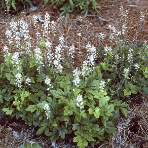 Tiarella X Elizabeth Oliver Foam Flower 1 gal. Container