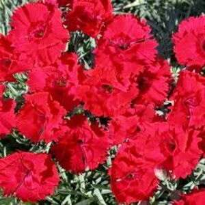 Dianthus X Star Fire Star Pinks
