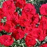 Dianthus X Star Fire Star Pinks