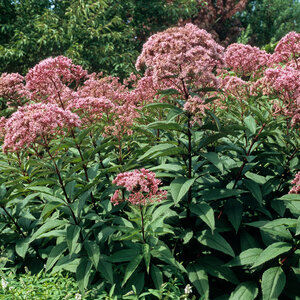 Eupatorium Fistulosum Pye Weed