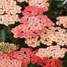 Achillea Millefolium Tutti Frutti Apricot Delight Yarrow