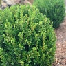 Buxus Microphylla var. Japonica Baby Gem Boxwood