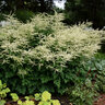 Aruncus X Misty Lace Goats Beard 1 gal. Container