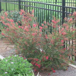 Callistemon Woodlanders Hardy Red Bottlebrush