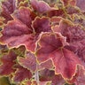 Heuchera X Miracle Coral Bells