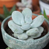 Pachyphytum Oviferum Moonstones