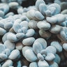 Pachyphytum Oviferum Moonstones