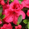 Rhododendron X Bloom-A-Thon Red Proven Winners Azalea 3 gal. Container