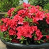Rhododendron X Bloom-A-Thon Red Proven Winners Azalea 3 gal. Container