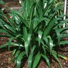 Crinum Americanum Swamp Lily SP4 Container