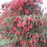 Callistemon Viminalis Hannah Ray Bottlebrush