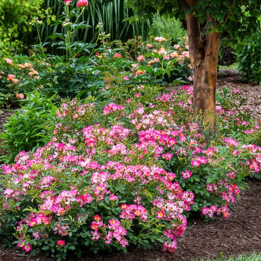 Rosa X Pink Drift Rose | SiteOne US