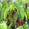 Colocasia Esculenta Royal Hawaiian Hawaiian Punch Elephant Ear 2 gal. Container