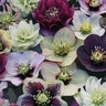 Helleborus X Pine Knot Select Strain Lenten Rose