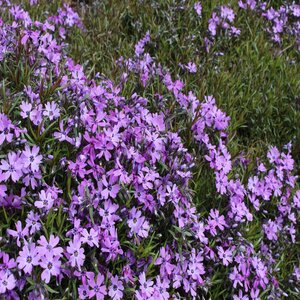 Phlox Subulata Purple Beauty Phlox