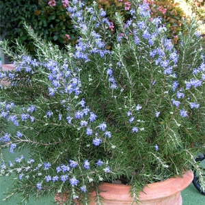 Rosmarinus Officinalis Roman Beauty Rosemary
