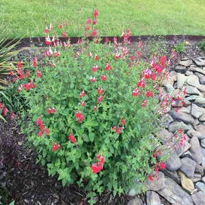 Salvia Microphylla Hot Lips Baby Sage
