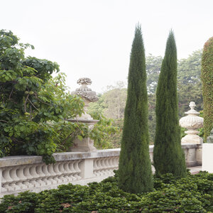 Cupressus Sempervirens Tiny Tower Italian Cypress