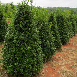 Ilex X Miss Patricia Holly