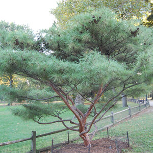 Pinus Densiflora Umbraculifera Compacta Japanese Red Pine