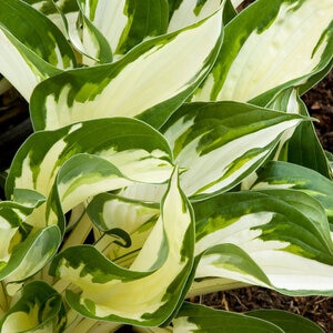 Hosta Fire and Ice Plantain Lily