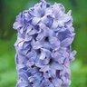 Hyacinthus Bulb Orientalis Delft Blue Hyacinth 50 Count Bag