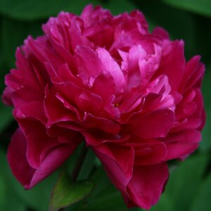 Paeonia Lactiflora Kansas Peony